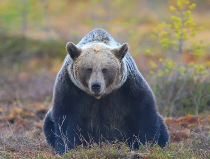 Muerte de osos en Grecia, denuncia ONG.