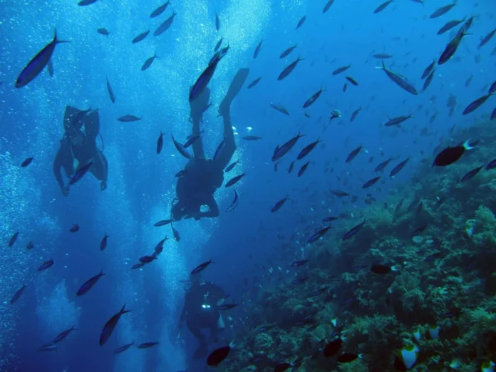 Arrecifes de coral resilientes al cambio climático