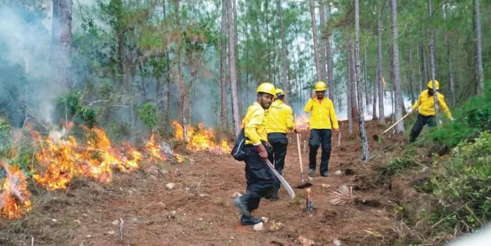 Incendios forestales amenazan ecosistemas naturales.