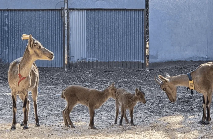 Nacimiento de cabras montesas por fecundación in vitro