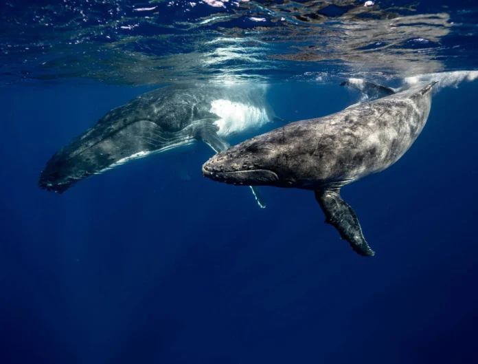 Caza de ballenas en Islandia reanudada.
