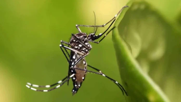 Evaluación de mosquito transgénico OX5034 en RD