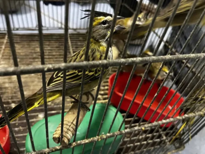 Tráfico ilegal de reptiles y aves exóticas