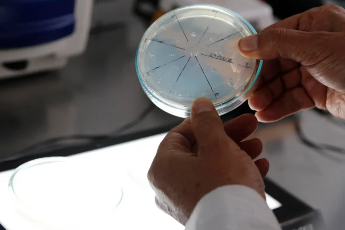 Nuevo antibiótico manikomicina contra bacterias resistentes.