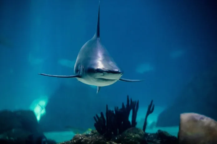 Tiburón ataca a turista en Galápagos.