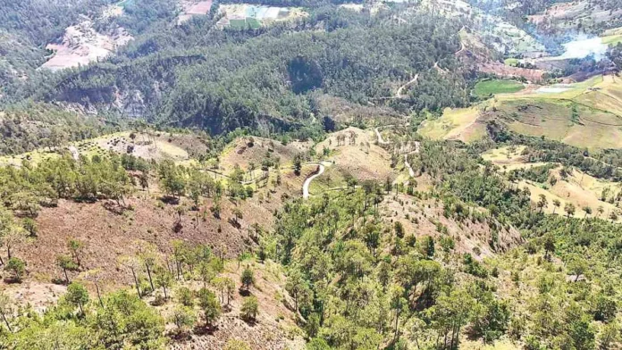 Plantación de marihuana en El Pinar.