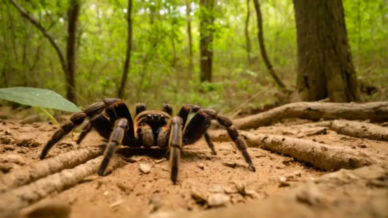 10 animales terrestres_5tms