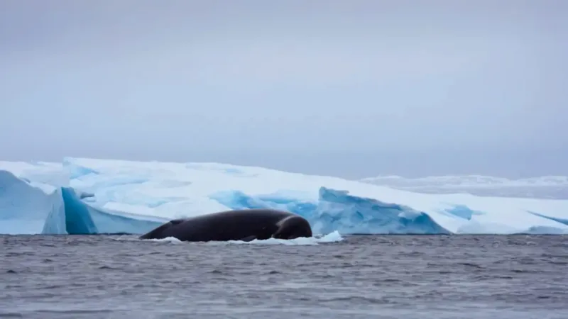 Una colosal ballena emerge junto al bote