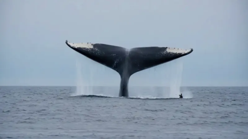 Una inmensa ballena emerge junto al hombre