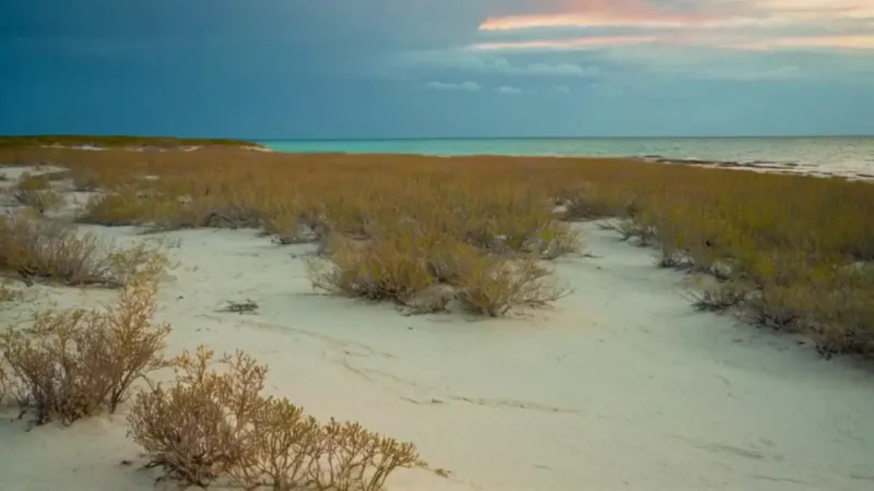 Un científico solitario en una costa desolada
