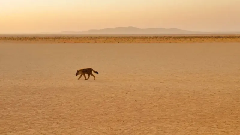 que significa sonar con hienas_uqnj