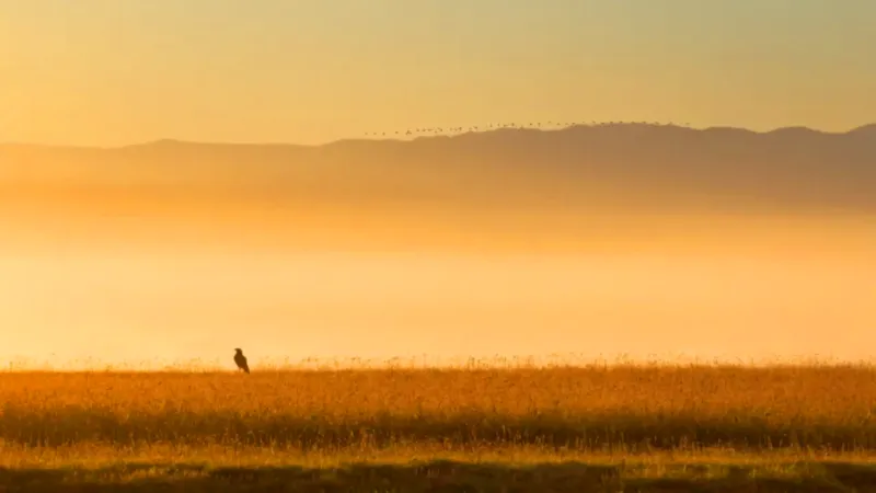 que significa sonar con un pajaro azul_eqkh