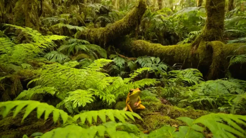 Fotógrafo captura ranas coloridas en la jungla