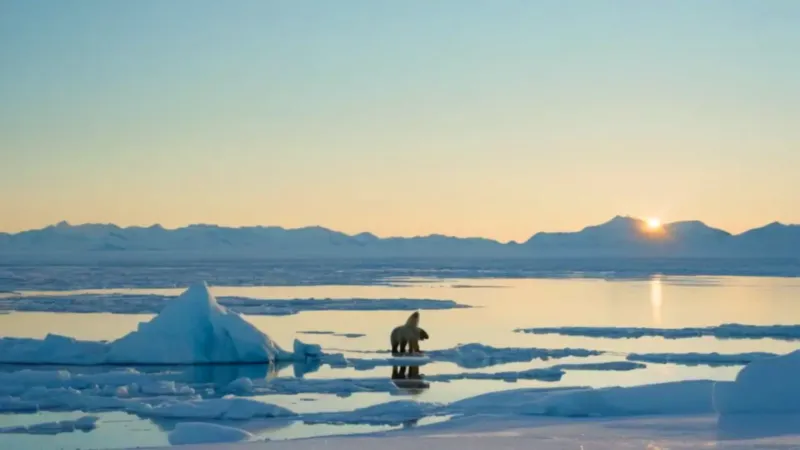 Un oso y un hombre en el Ártico