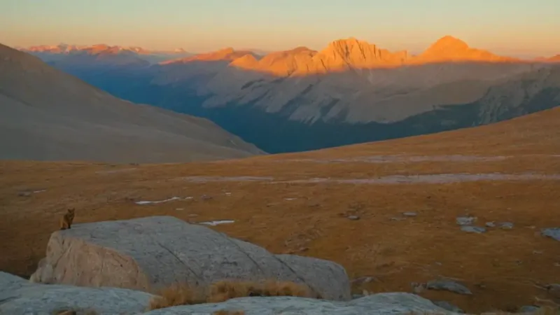 sonar con un puma_dlsg