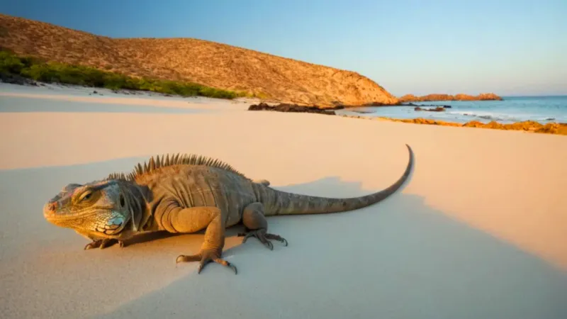 sonar iguana_69s7