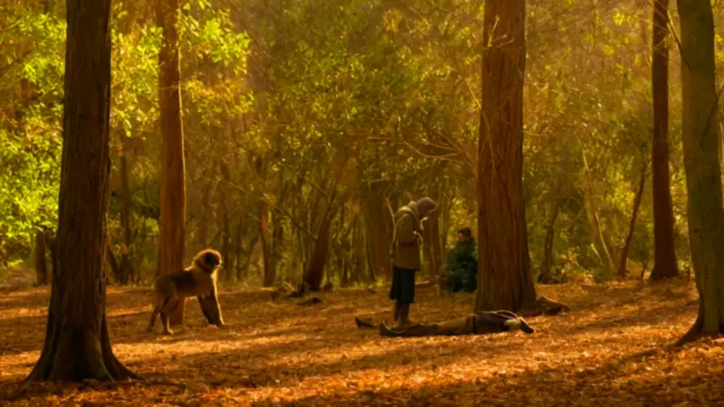 tasmania animal_o52t