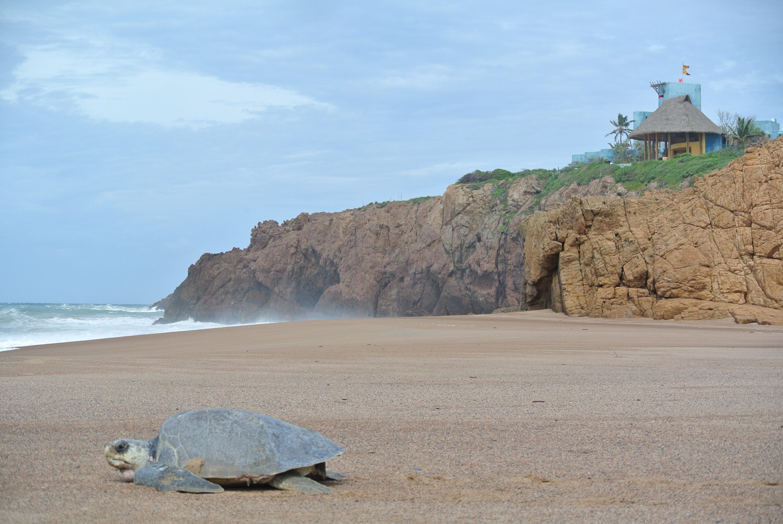 careyes santuario de la tortuga carey un exito ambiental