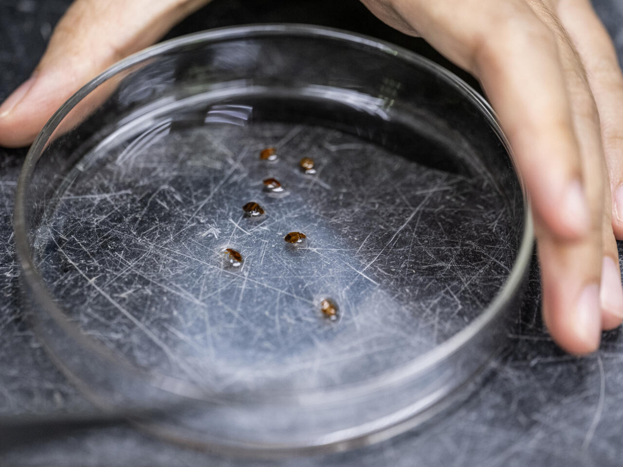 chinches tropicales como herramienta forense para esclarecer crimenes