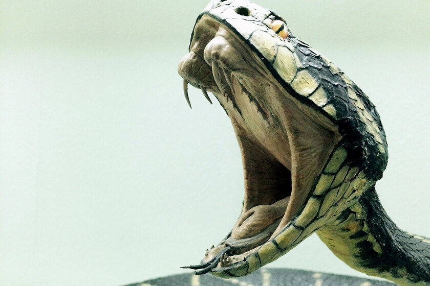 la serpiente mas peligrosa del mundo conoce las 5 mas letales