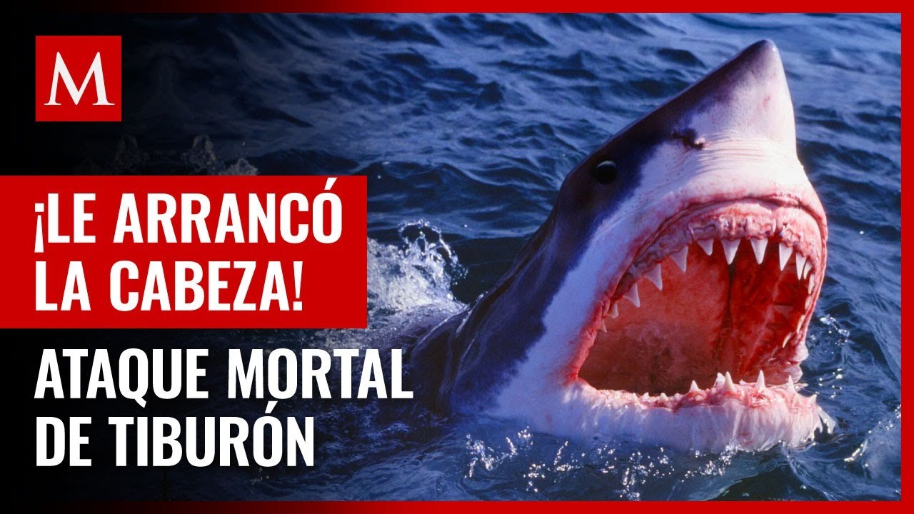 los tiburones comen personas por que ataca el tiburon blanco