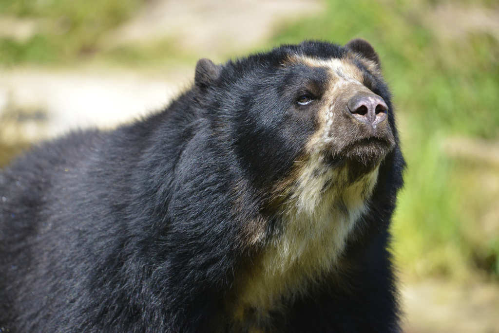 oso de anteojos el unico oso de sudamerica en peligro