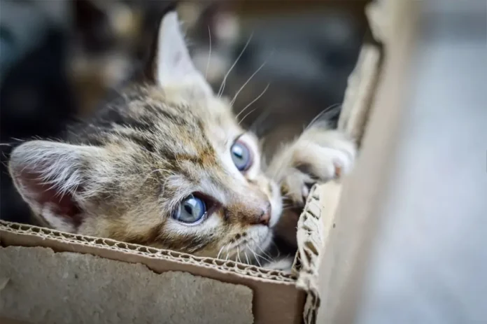 Tratamiento innovador para gatos con insuficiencia renal