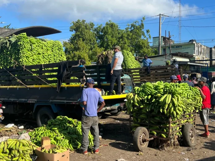 Guineos verdes y plátanos en mercado Duarte.