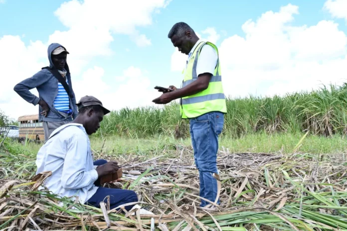 República Dominicana lucha contra el trabajo infantil.