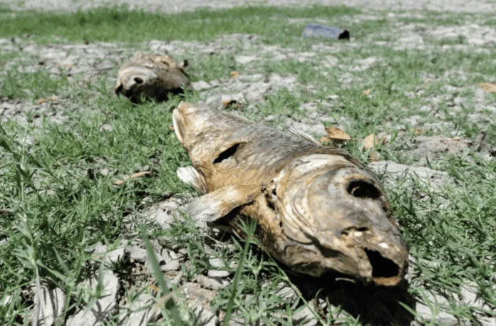 Aumento de emisiones y crisis climática.