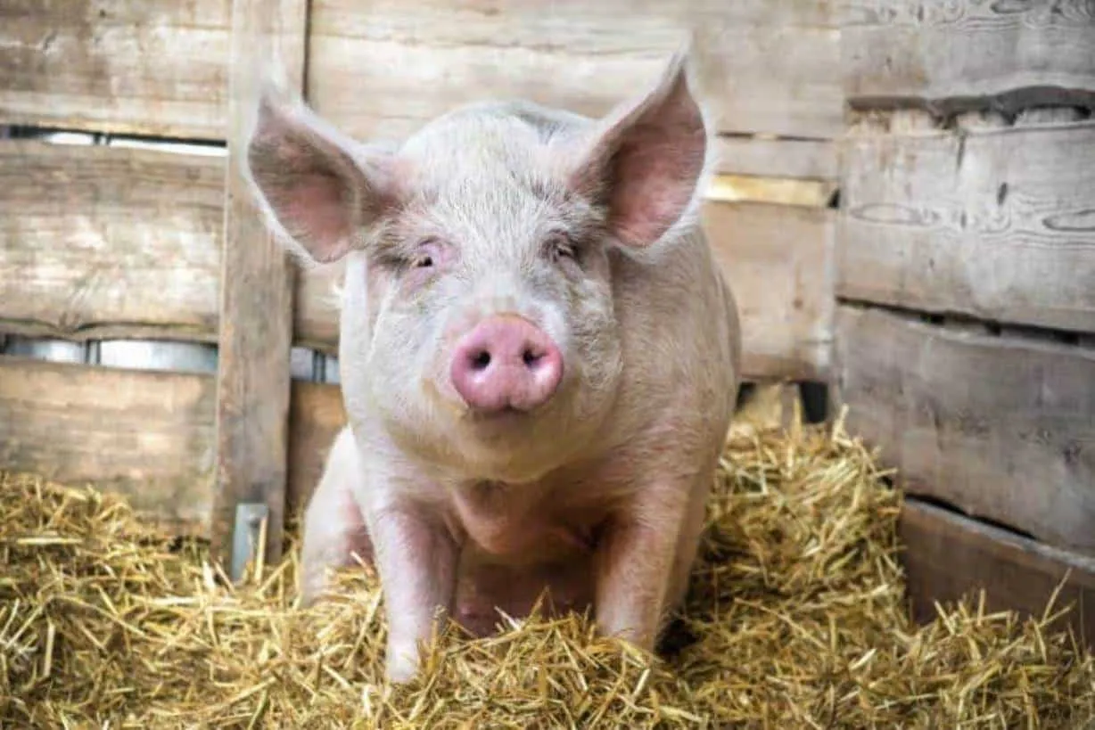 Prohibición de salami en equipaje estadounidense