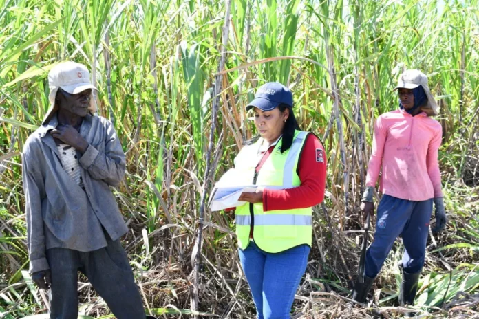 Gobierno dominicano combate el trabajo infantil.