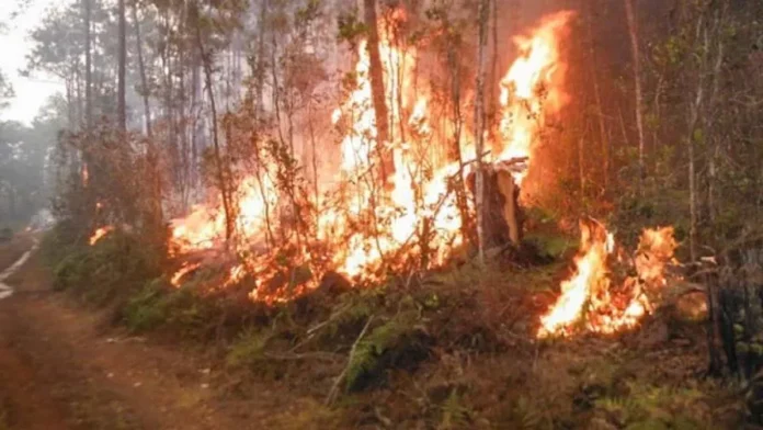 Incendio forestal en Pinar del Río.