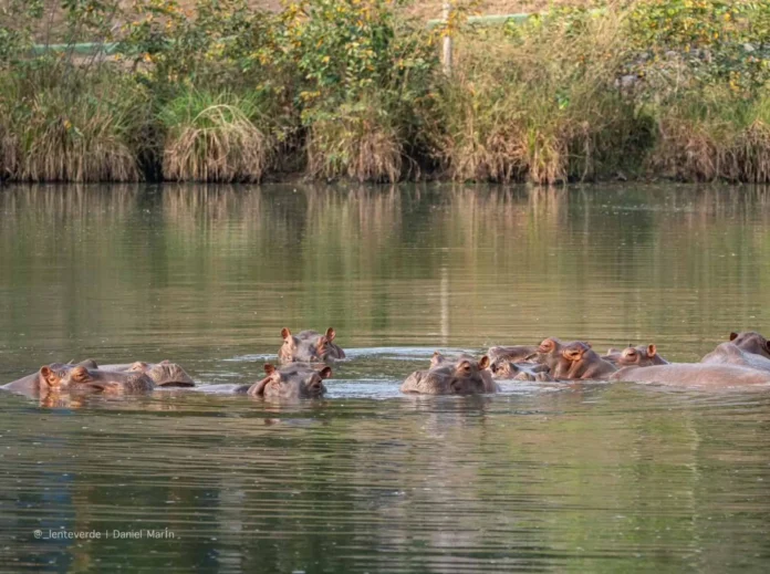 Hipopótamos de Escobar podrían ir a India