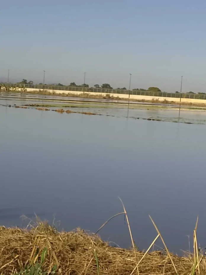 Inundación de arrozales en Dajabón.
