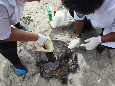 Tortuga liberada muere por herida de arpón.