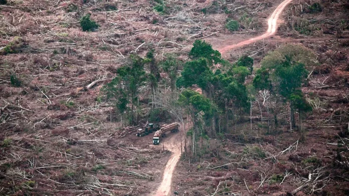 Destrucción moderada de bosques tropicales