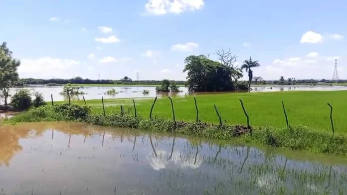 Inundaciones en fincas de arroz en Cibao